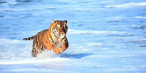 Bengal Tiger in Surf 2 Panoramic